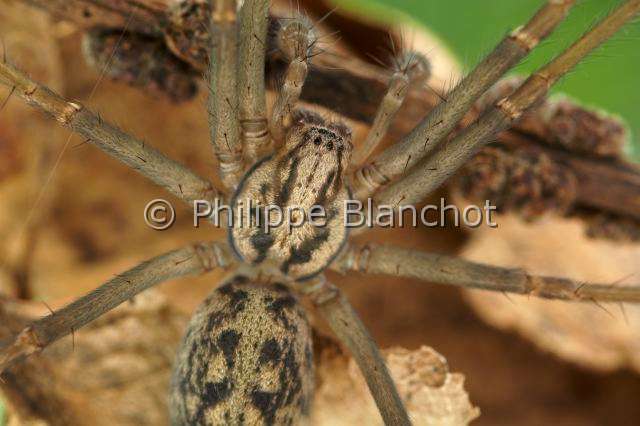 Agelenidae_3823.JPG - France, Araneae, Agelenidae, Araignée, Tégénaire géante (Tegenaria duellica), Giant House Spider
